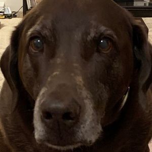 Meet your Posher, Xmastree